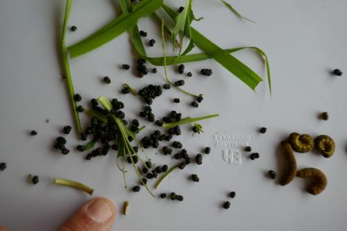 Ochropleura leucogaster